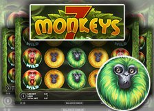 7 Monkeys