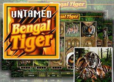 Untamed Bengal Tiger