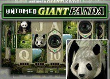 Untamed Giant Panda